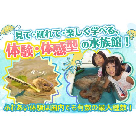 ふるさと納税 【越前松島水族館】 特別年間パスポート「オクトパス」【水族館 入場券 チケット 券 観光 旅行 年間パスポート 年パス 利用券 入館.. 福井県坂井市_1