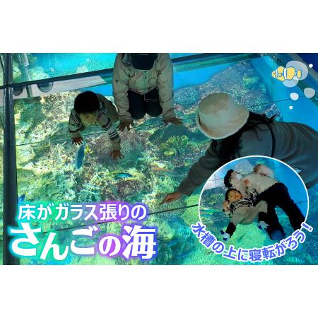 ふるさと納税 【越前松島水族館】 特別年間パスポート「オクトパス」【水族館 入場券 チケット 券 観光 旅行 年間パスポート 年パス 利用券 入館.. 福井県坂井市_2