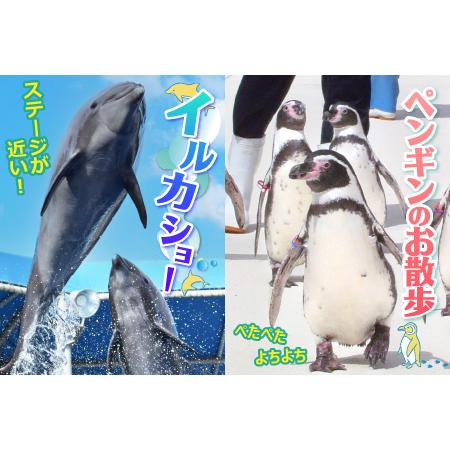ふるさと納税 【越前松島水族館】 特別年間パスポート「オクトパス」【水族館 入場券 チケット 券 観光 旅行 年間パスポート 年パス 利用券 入館.. 福井県坂井市_3
