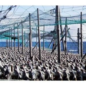 ふるさと納税 水戻し不要!解凍するだけで調理可能な「もどし棒だら」1kg【配送不可地域：離島】【1062640】 北海道稚内市     商品情報     容量　※上記に記載 配送について　お申し込み G1159202595(11500円)