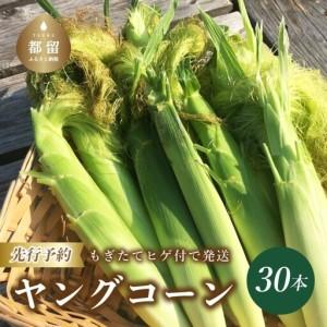 2100円 激安商品 ふるさと納税 22年 先行予約 もぎたて発送 山梨県産 ヤングコーン 30本 栄養たっぷりヒゲ付き 山梨県都留市