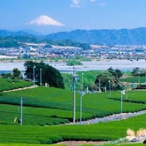 ふるさと納税 『沼津ブランド認定の静岡茶』 富士の山×2、沼津城×2、熟うま×4 (各100g袋入り) 詰め合わせ 静岡県沼津市の画像