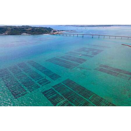 ふるさと納税 フコイダンゼリー　シークヮーサー味　30包入り 沖縄県うるま市｜furunavi｜04