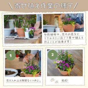 ふるさと納税 多肉植物の寄せ植え 25cm鉢【005D-006】 大阪府泉南市の画像