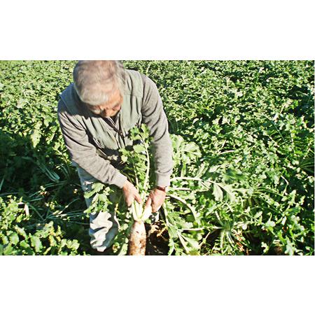 ふるさと納税 おかげさま農場の野菜のおまかせセット（無化学農薬・肥料栽培） 千葉県成田市｜furunavi｜04