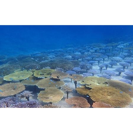 ふるさと納税 チケット ボート体験 ダイビング 2名 沖縄サンゴの村【恩納村ラグーン】 沖縄県恩納村_3