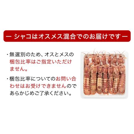 ふるさと納税 【季節限定】浜茹でシャコエビ（オスメス混合・500g) 宮城県石巻市｜furunavi｜05