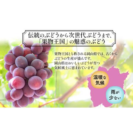 ふるさと納税 【2026年先行予約】 ぶどう 岡山県産 クイーンニーナ