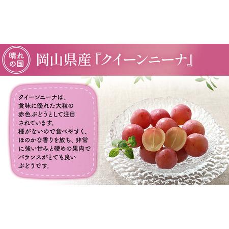 ふるさと納税 【2026年先行予約】 ぶどう 岡山県産 クイーンニーナ