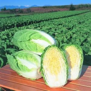 ふるさと納税 信州望月高原こだわりキムチ 4個セット | 国産 国産キムチ 白菜 発酵食品 漬物 信州 長野県東御市|furunavi|02