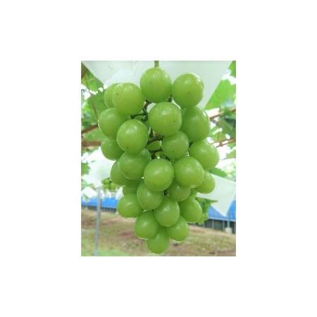 ふるさと納税 シャインマスカット 4房 正箱（約1.8〜2kg）★(有)ティース【配送不可：沖縄・離島】 果物類 ぶどう フルーツ ブドウ  福岡県朝倉市の画像