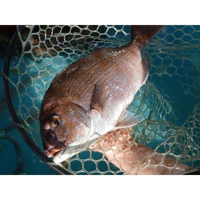 ふるさと納税 釣り堀 利用券 お魚セット ／ みなみいせレジャー村 伊勢志摩 手ぶら 鯵 ブランド 鯛 フィッシング 体験 三重県 南伊勢町 三重県南伊勢町 　　 ↓↓↓