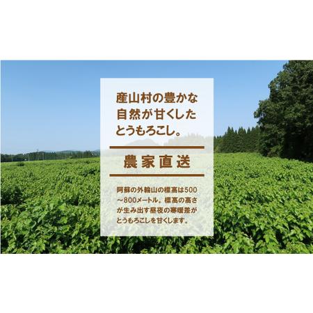 ふるさと納税 《先行受付！《7月中旬より順次発送》採れたてスイートコーン(恵味スター)3L・12本セット 【糖度目安:約17度】 熊本県産山村｜furunavi｜02