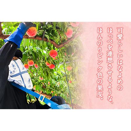 ふるさと納税 【2026年 先行予約】六月のはなよめ 約1.8〜2kg 熊本県荒尾市産 桃 高口果樹園 【日付指定不可】《2026年6月上旬-6月下旬頃出荷》.. 熊本県荒尾市の画像