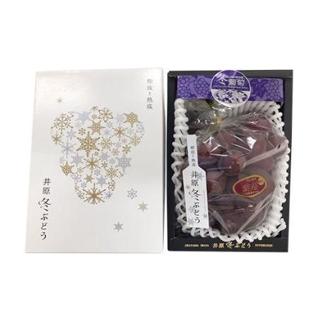 ふるさと納税 岡山県産冬ぶどう「紫苑」1房（約800g）化粧箱入【2024年11月以降発送】（いばら愛菜館） 岡山県井原市 約800g