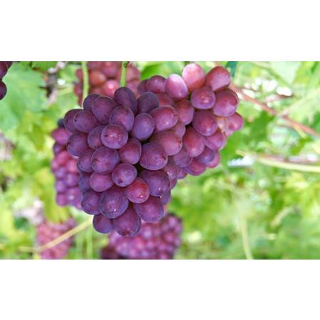 ふるさと納税 岡山県産冬ぶどう「紫苑」1房（約800g）化粧箱入【2024年11月以降発送】（いばら愛菜館） 岡山県井原市 約800g