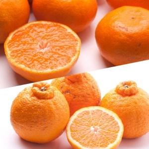 大割引 ふるさと納税 定期便 4か月ごと 全3回 厳選 和歌山の季節の柑橘3kg農家直送フルーツ定期便 有田 みかん 蜜柑 オレンジ 八朔 せとか ポン 和歌山県美浜町 Rmladv Com Br