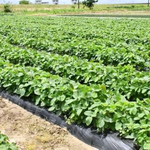 ふるさと納税 枝豆 2kg 新潟県産 朝どり 枝豆 新潟県三条市
