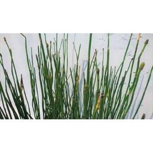 ふるさと納税 緑の力で地球を元気に!【トクサ】　10.5cmポット　20本セット　ビオトープ水鉢に　寄せ植えに!【1130306】 三重県鈴鹿市 