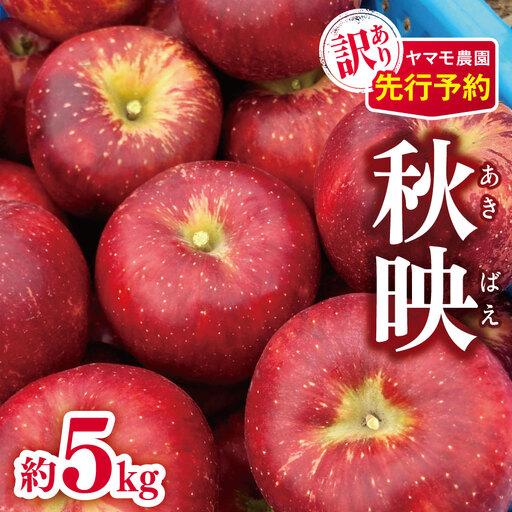 ふるさと納税 訳あり 秋映(あきばえ)約5kg [2026年先行予約] | ヤマモ農園 長野県松川村