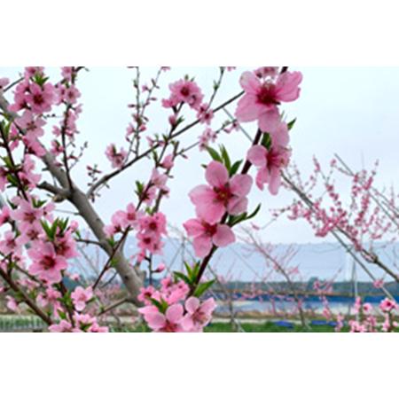 ふるさと納税 【2026年先行予約】新潟県産 桃 約2kg（約6?8個）《7月中旬〜お届け》 新潟県加茂市の画像