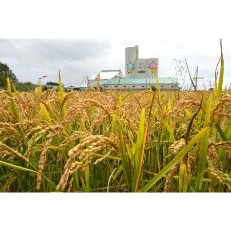 ふるさと納税 【先行予約】令和6年産 特Aランク米 食べ比べセット 精米 10kg（ゆめぴりか・ななつぼし各5kg）雪冷気 籾貯蔵 北海道 雪中米 北海道沼田町｜furunavi｜04