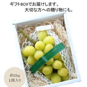 ふるさと納税 完熟朝摘み 超大粒ぶどう 黄金モッコ（雄宝） 1房（1kg）【7月下旬〜発送開始】 夏ぶどう 愛媛県西条市の画像