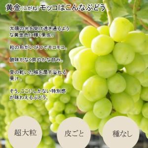ふるさと納税 完熟朝摘み 超大粒ぶどう 黄金モッコ（雄宝） 1房（1kg）【7月下旬〜発送開始】 夏ぶどう 愛媛県西条市の画像