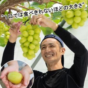 ふるさと納税 完熟朝摘み 超大粒ぶどう 黄金モッコ（雄宝） 1房（1kg）【7月下旬〜発送開始】 夏ぶどう 愛媛県西条市の画像