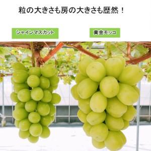 ふるさと納税 完熟朝摘み 超大粒ぶどう 黄金モッコ（雄宝） 1房（1kg）【7月下旬〜発送開始】 夏ぶどう 愛媛県西条市の画像