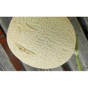 ふるさと納税 【訳あり】メロン1玉(食べ頃間近・傷ネットの乱れなど)1.4kg以上【1148459】 静岡県吉田町|furunavi|02