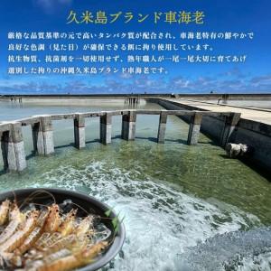 ふるさと納税 車海老【久米総合開発】活き〆急速冷凍 久米島ブランド車海老 大サイズ 500g  車えび 海鮮 沖縄県久米島町_2