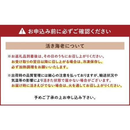 ふるさと納税 【11月上旬〜順次発送予定】熊本県産 活き 車海老 約600g(20〜30尾程度)エビ えび 活き海老 熊本県宇城市|furunavi|04