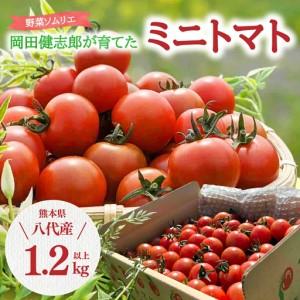 ふるさと納税 ミニトマト 1.2kg以上 野菜ソムリエ岡田健志郎 八代市産 トマト 熊本県八代市