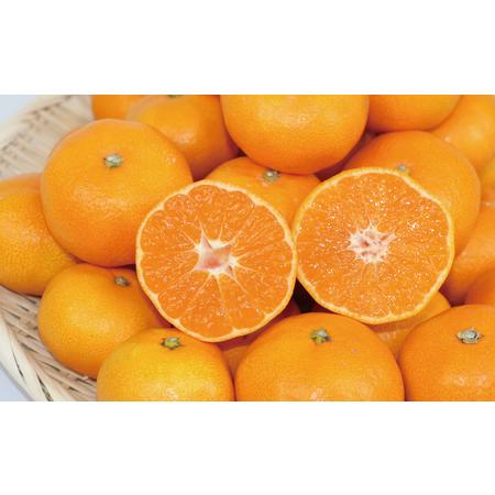 ふるさと納税 愛媛みかん 早生温州 7kg 家庭用 大小混合 南四国ファーム mikan みかん 不揃い 早生 温州 温州みかん 愛媛ミカン 愛媛蜜柑 果物.. 愛媛県宇和島市_1