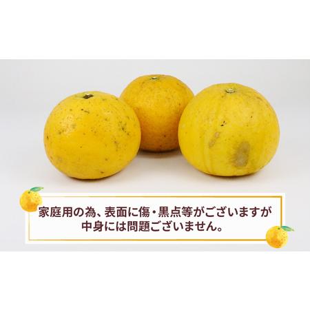 ふるさと納税 蜜柑 メイポメロ イエローポメロ 8kg 10~12個 ふるさと納税 蜜柑 メイポメロ イエローポメロ 8kg 10~12個