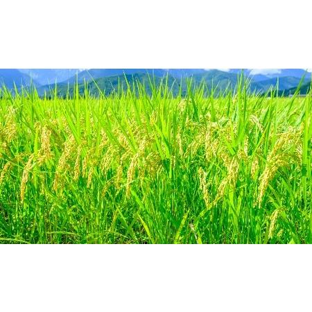 匿名配送 ふるさと納税 【つや姫 定期便12か月連続お届け】つや姫 雲南市プレミアムつや姫たたら焔米4kg（2kg×2袋）お米定期便1年 島根県雲南市 【FK1567558124】(55200円)