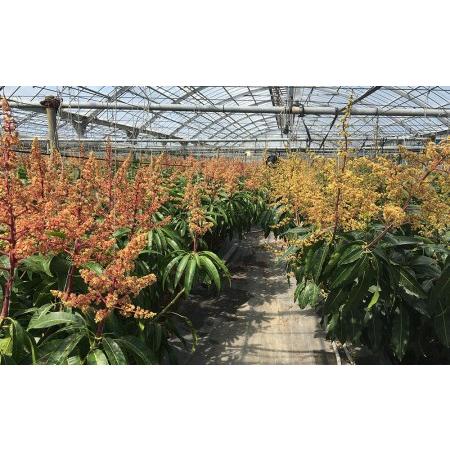 ふるさと納税 【2024年発送】南の果実園　完熟マンゴー　家庭用2kg 沖縄県南風原町 