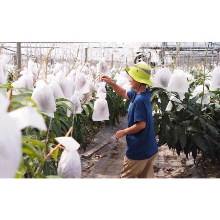 ふるさと納税 【2024年発送】南の果実園　完熟マンゴー　家庭用2kg 沖縄県南風原町 