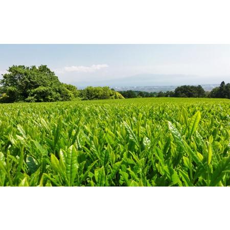 ふるさと納税 お茶 茶葉 緑茶 深蒸し 煎茶 大はしり 100g しずく 200g かほり300g くき煎茶 松400g セット 静岡 静岡県沼津市の画像