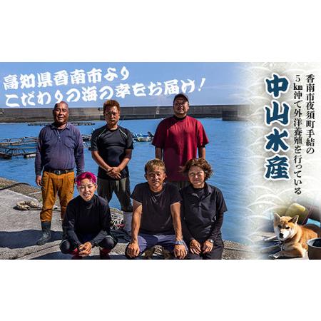 ふるさと納税 【期間限定】中山水産 手結沖養殖「勝ブリ」 1匹(5kg〜6kg) ny-0003 高知県香南市 5kg 6kg