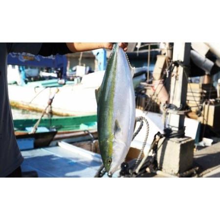 ふるさと納税 【期間限定】中山水産 手結沖養殖「勝ブリ」 1匹(5kg〜6kg) ny-0003 高知県香南市 5kg 6kg