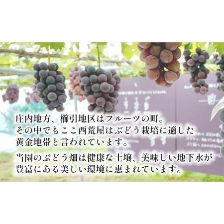 ふるさと納税 【令和6年先行予約】最高級 ぶどう ギフトボックス【大】36粒入 高級3品種 詰合せ（手詰め）　カラフルぶどう園 山形県鶴岡市｜furunavi｜04