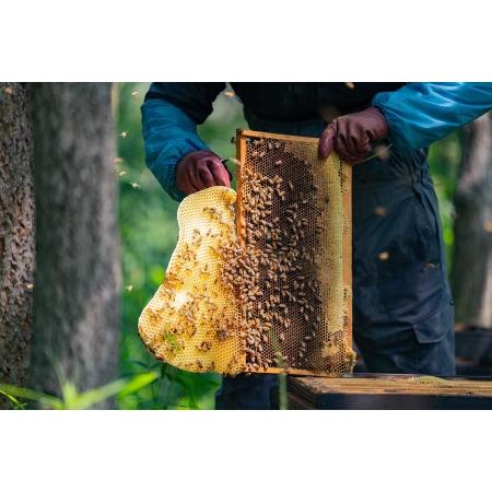 ふるさと納税 辻養蜂場 百花蜜 レンゲ蜂蜜 500g×各1本 計1kg はちみつ 福岡県嘉麻市の画像