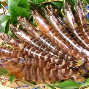 ふるさと納税 お届けオーダーメイド!東興のくるまえび1kg×5回【K85-001】（車海老 車エビ 車えび くるまえび クルマエビ 海老 エビ えび 養.. 長崎県松浦市