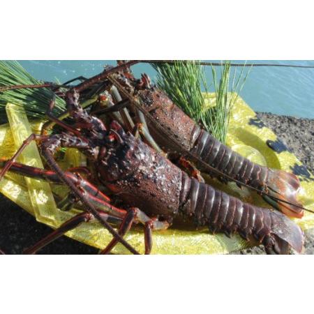 ふるさと納税 活き 伊勢海老 4〜10尾 2kg 伊勢海老 高知県室戸市の画像