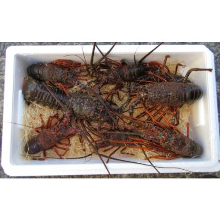 ふるさと納税 活き 伊勢海老 4〜10尾 2kg 伊勢海老 高知県室戸市の画像