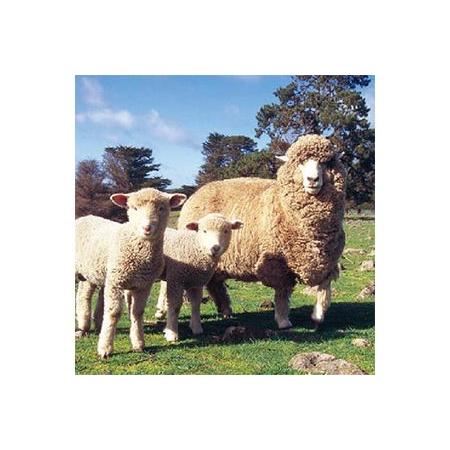 ふるさと納税 メリノン「やわらかベスト」 Lサイズ／グレー 埼玉県横瀬町の画像