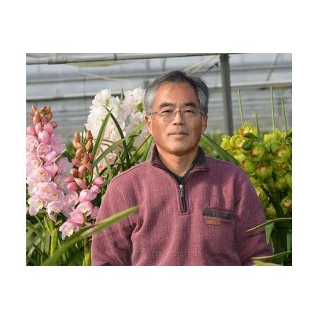 ふるさと納税 No.092 シンビジューム　真っ赤な太陽 愛知県知多市 