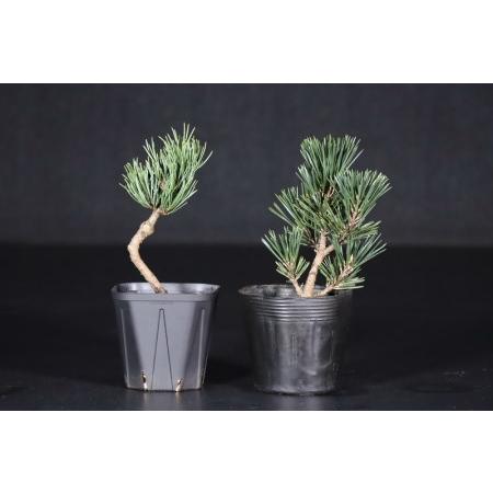 ふるさと納税 【鬼無植木盆栽センター】盆栽の郷・鬼無より　あなたに…！＿各種苗木S-2_T142-012 香川県高松市 